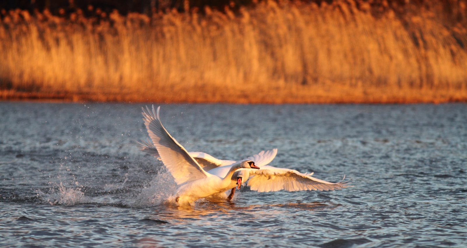 Valokuvaaja: Henrikki Hetemaa