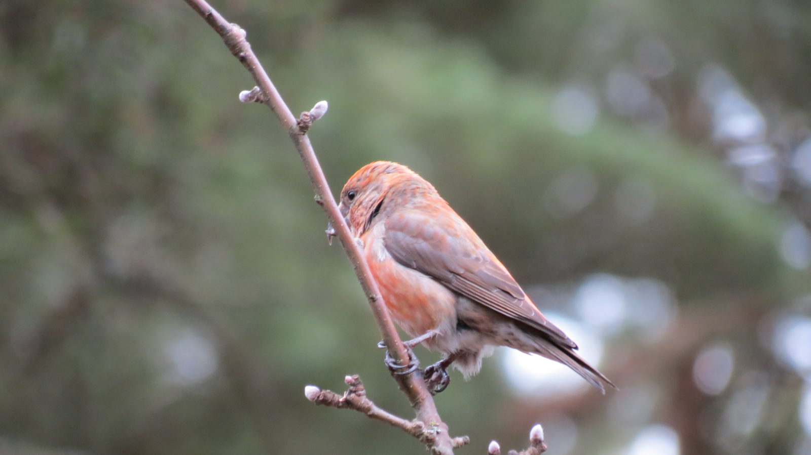 Valokuvaaja: Ari Haranto