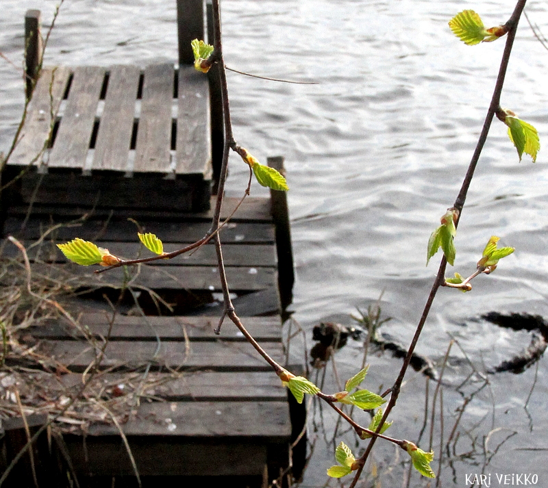 Valokuvaaja: Kari Veikko