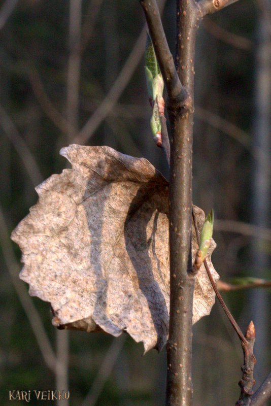 Valokuvaaja: Kari Veikko