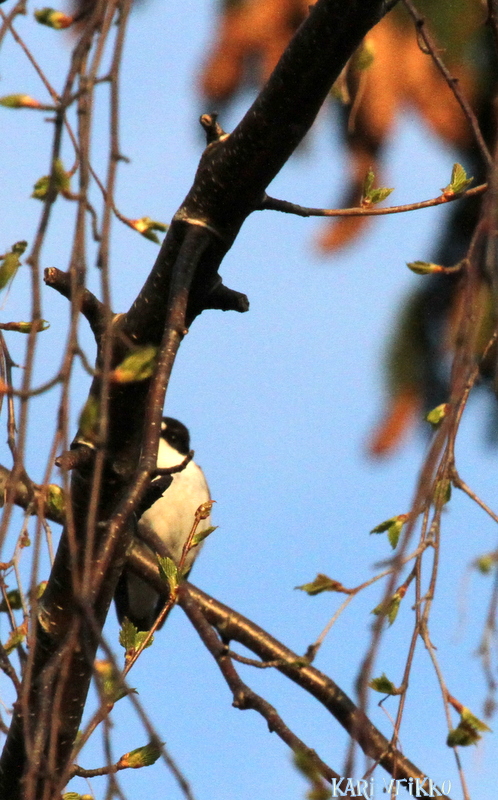 Valokuvaaja: Kari Veikko