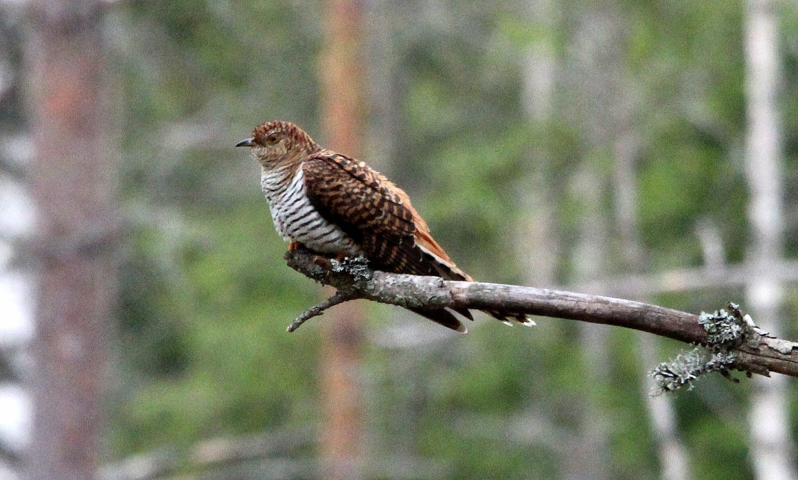 Valokuvaaja: Marie-Kristine Kuivala