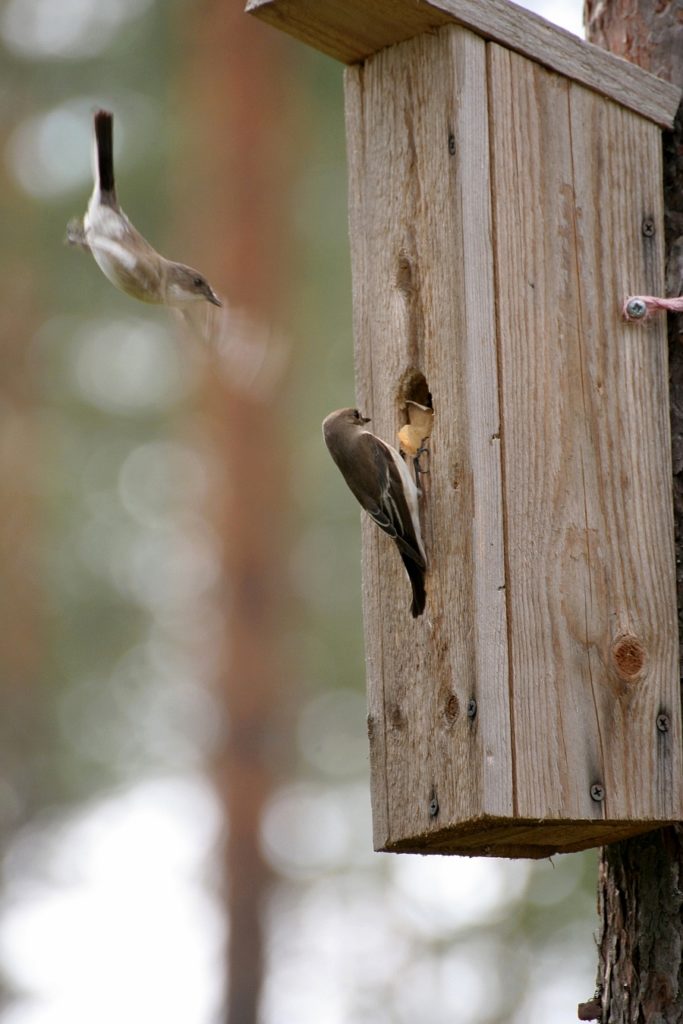 Valokuvaaja: Mika Puhakka