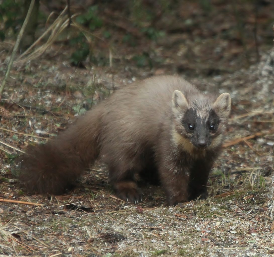 Valokuvaaja: Tuula Pirnes
