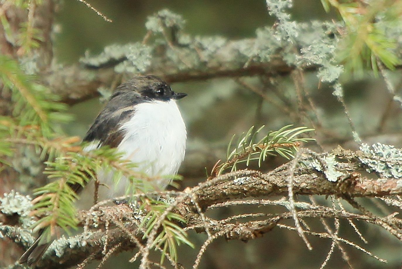 Valokuvaaja: Tuula Pirnes Valokuvaaja: Tuula Pirnes