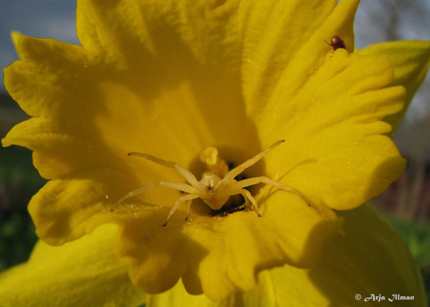 Valokuvaaja: Arja Illman