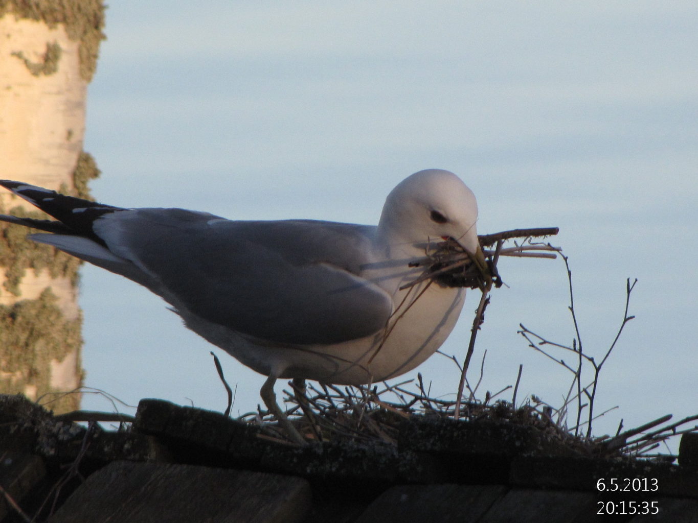 Valokuvaaja: Tuula Makkonen Valokuvaaja: Tuula Makkonen