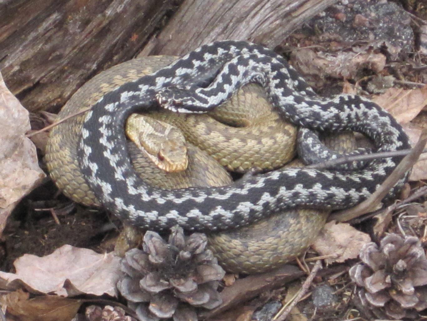 Valokuvaaja: Tuula Valasaari