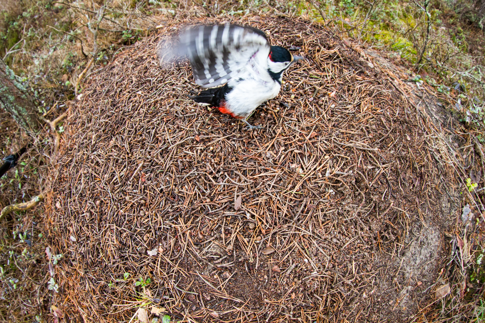 Valokuvaaja: Heikki Rantala