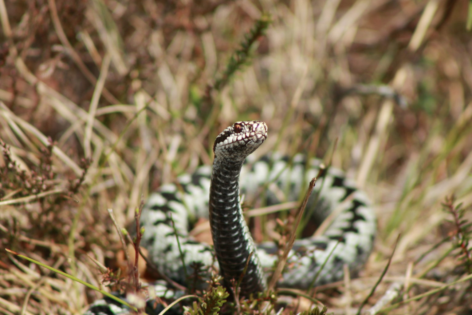 Valokuvaaja: Timo-Tuomas Suosalo
