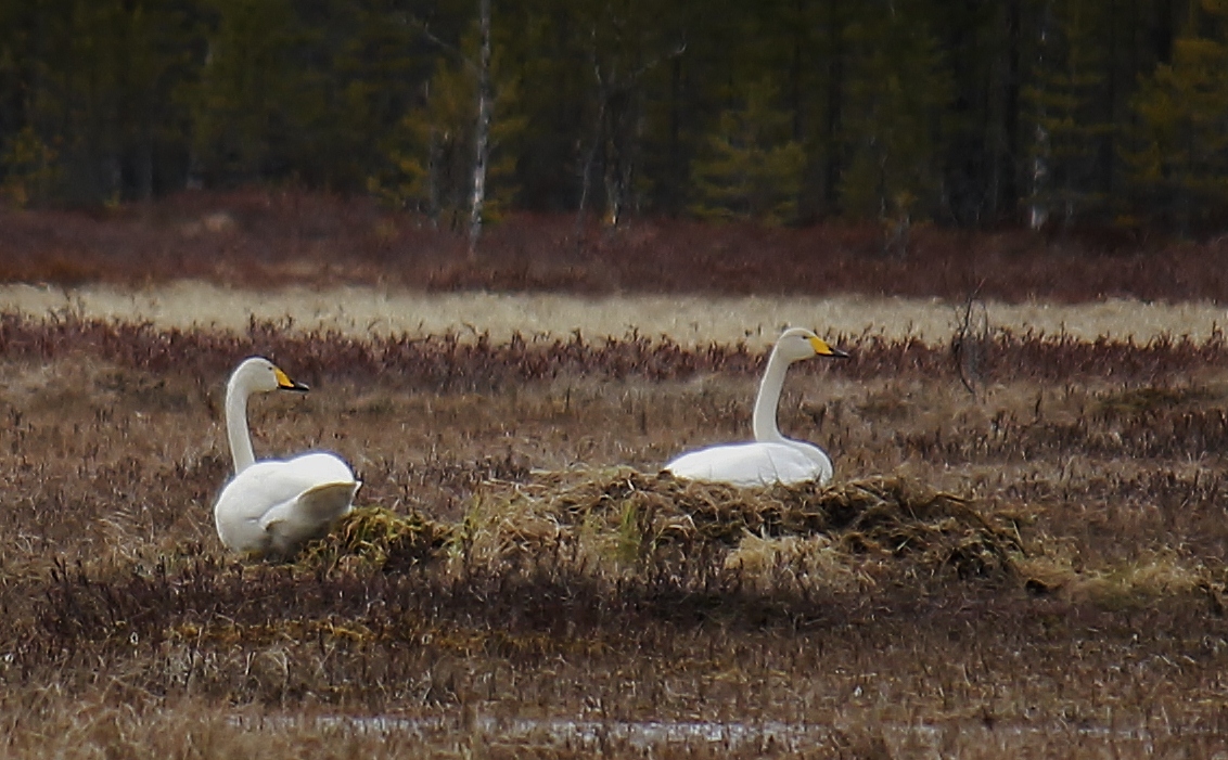 Valokuvaaja: Päivi Ronkainen