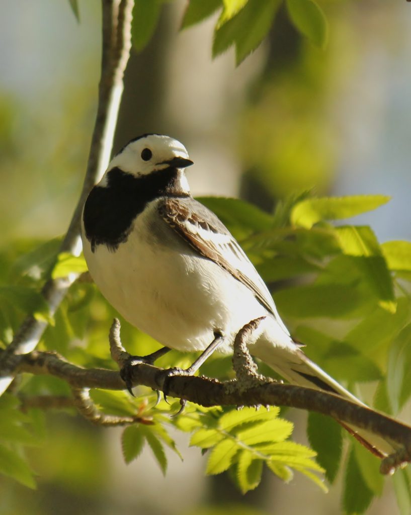 Valokuvaaja: Päivi Ronkainen