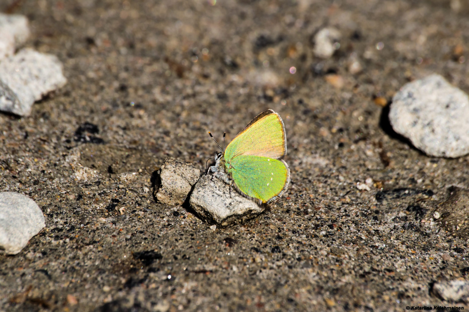 Valokuvaaja: Katariina Kolehmainen