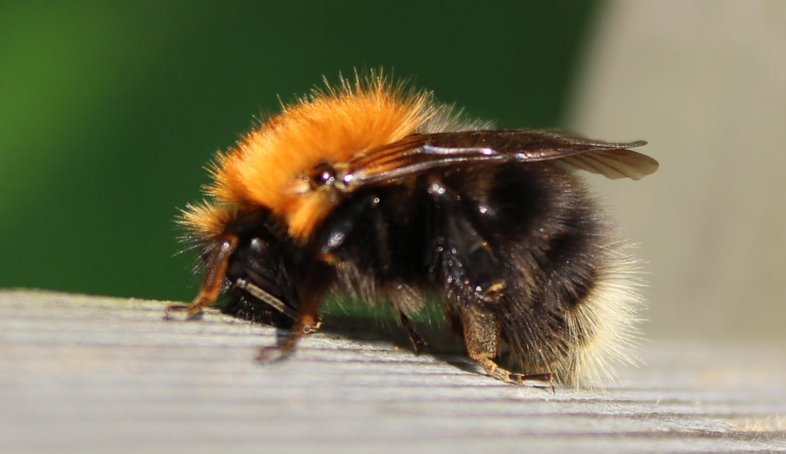 Valokuvaaja: Pirjo Hokkanen