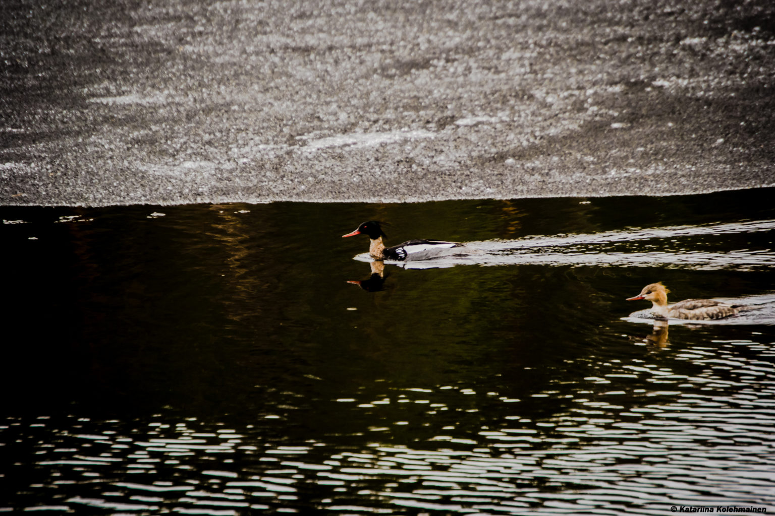 Valokuvaaja: Katariina Kolehmainen