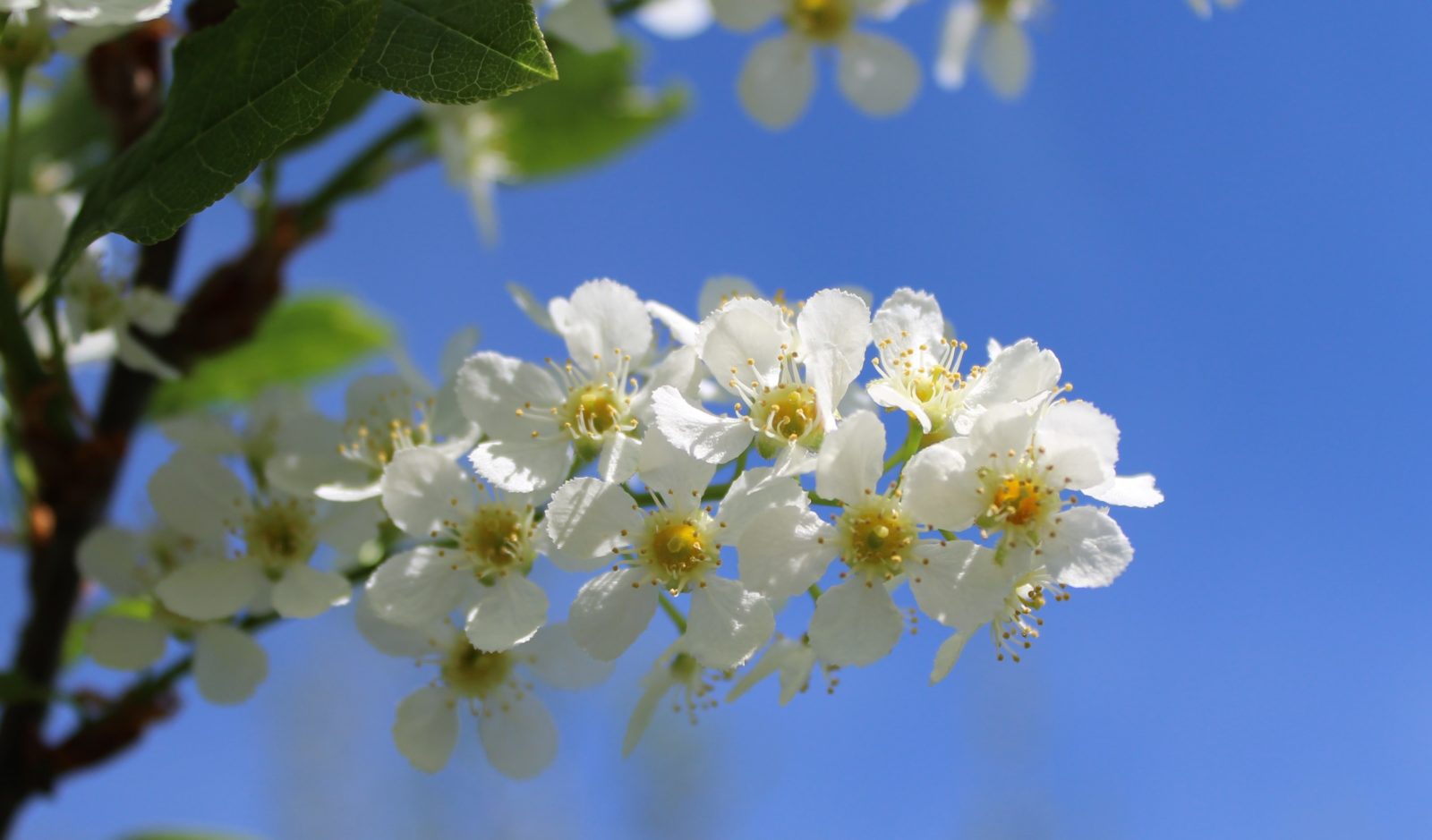 Valokuvaaja: Pirjo Hokkanen