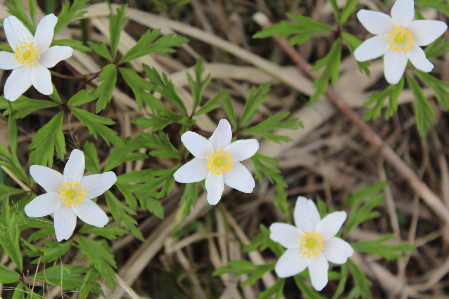 Valokuvaaja: Pirjo Hokkanen