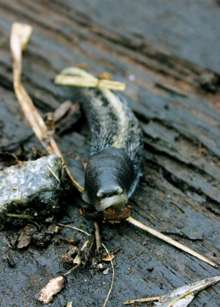 Valokuvaaja: Satu Mali