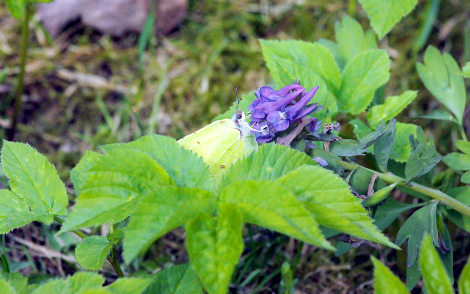 Valokuvaaja: Satu Mali