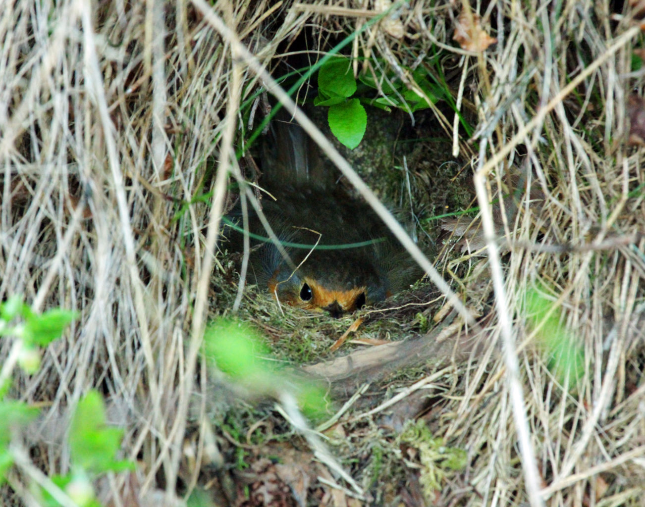 Valokuvaaja: Satu Mali