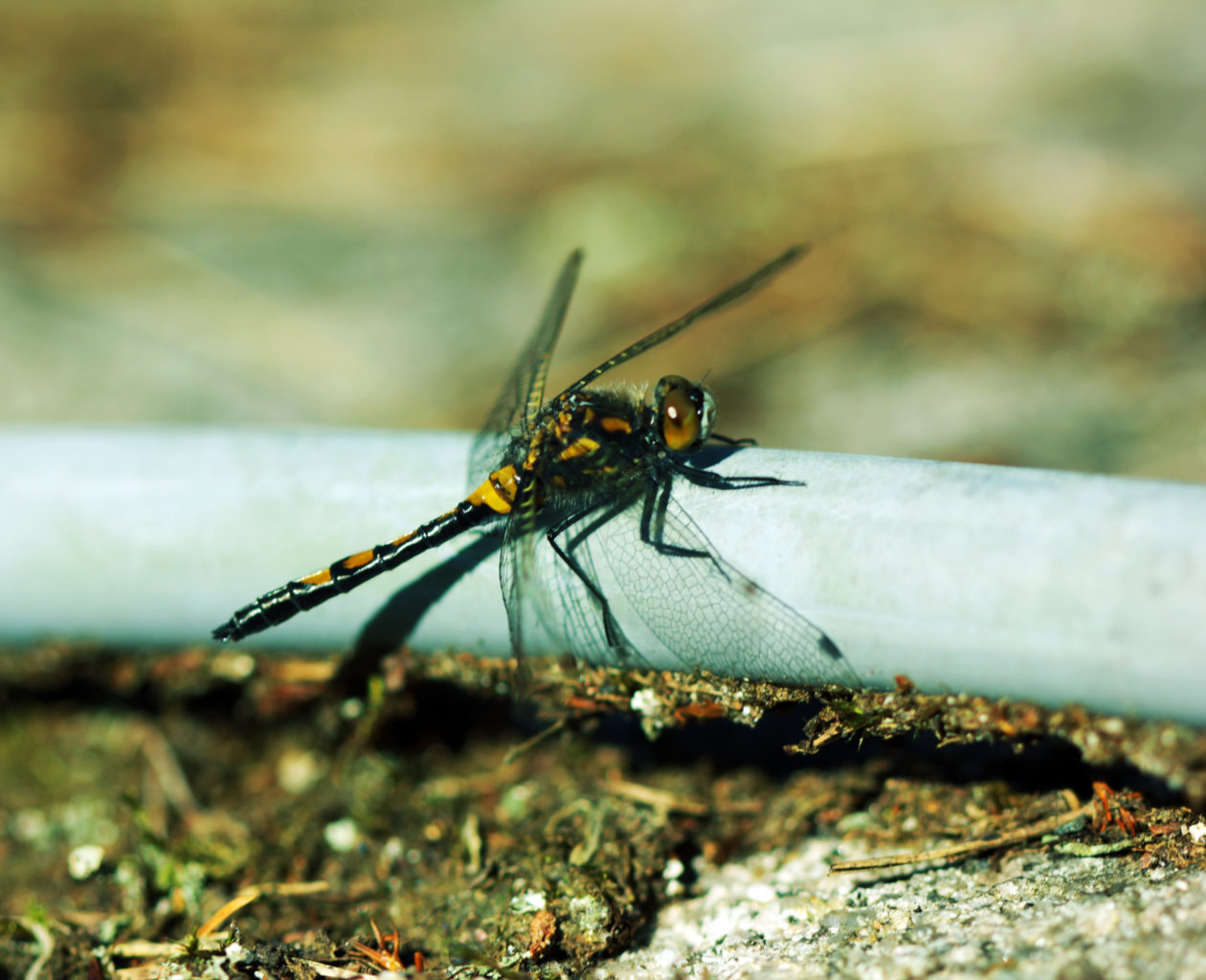 Valokuvaaja: Satu Mali