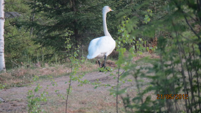 Valokuvaaja: lea myrä