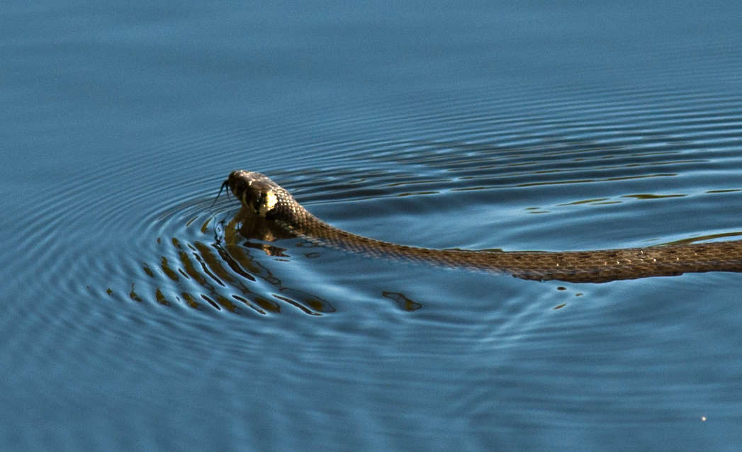 Valokuvaaja: Tuula Laakso