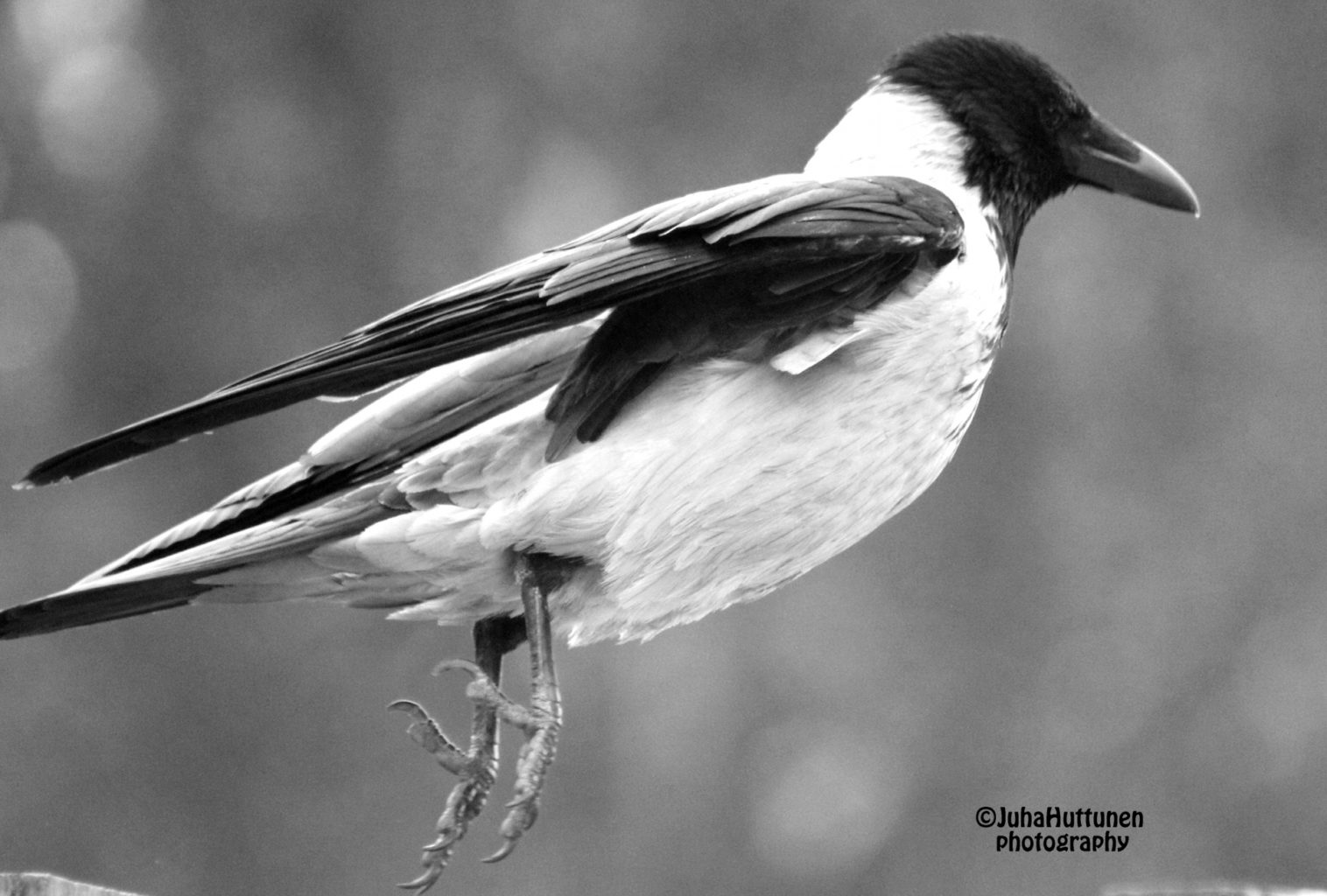 Valokuvaaja: Juha Huttunen