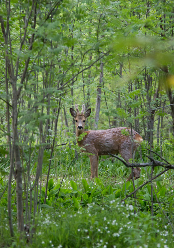 Valokuvaaja: Ville Hiltunen
