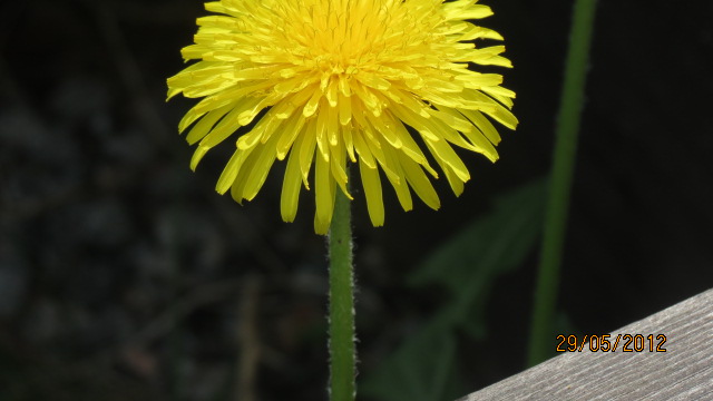 Valokuvaaja: lea mäyrä