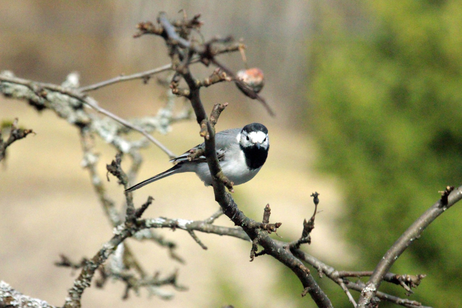 Valokuvaaja: Satu Mali