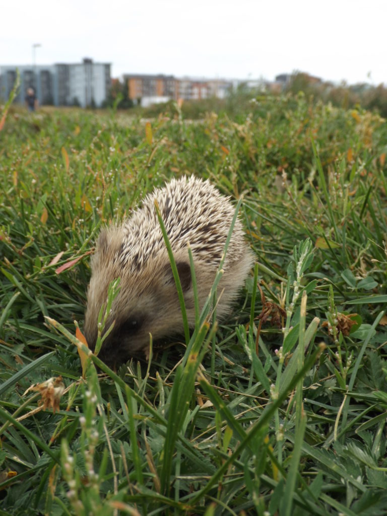 Valokuvaaja: satu rojola