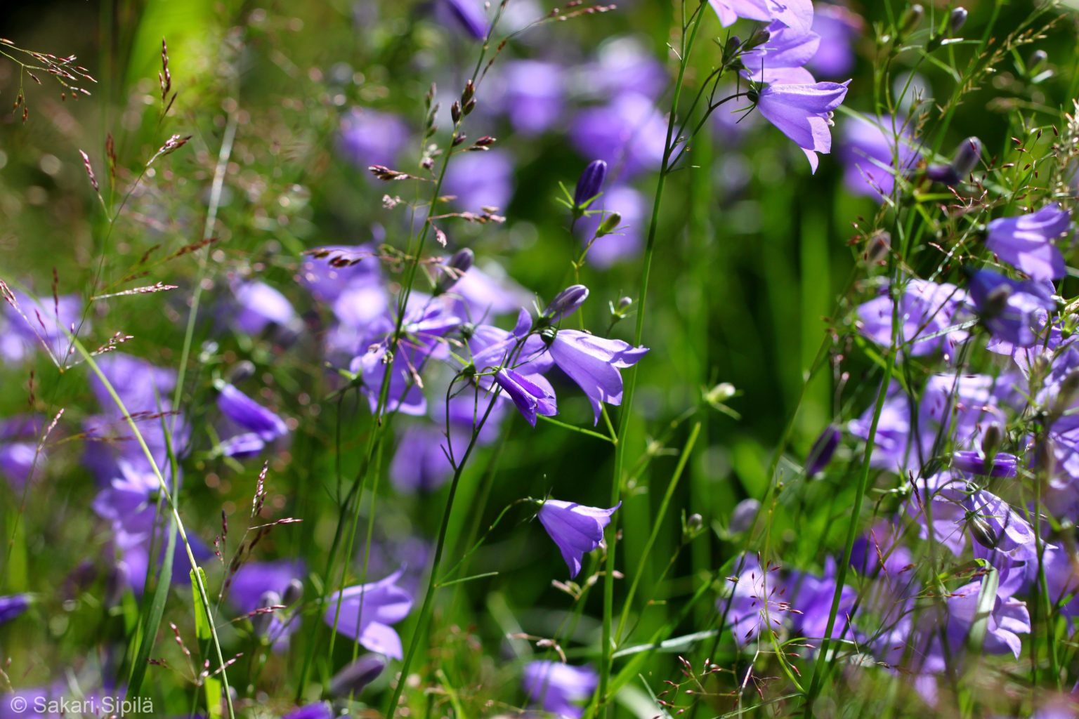 Valokuvaaja: Sakari Sipilä