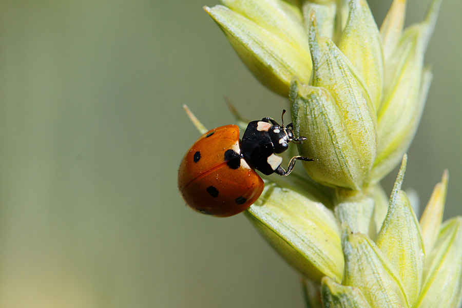 Valokuvaaja: Berndt Hannelius