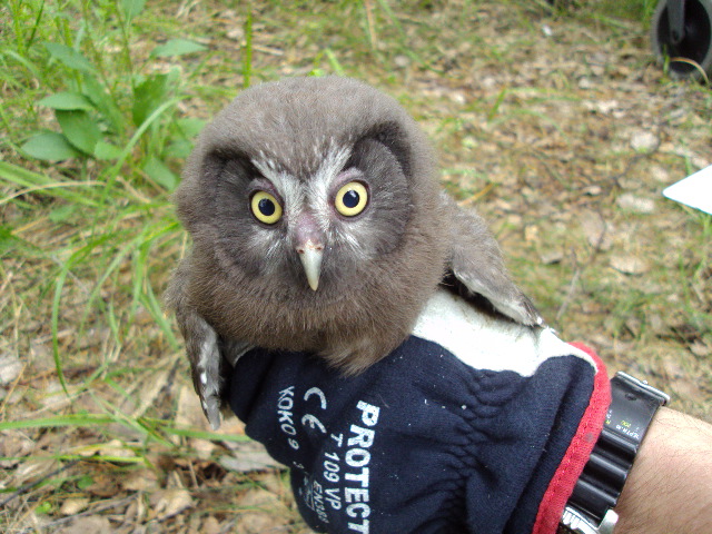 Valokuvaaja: Hilkka Laajala