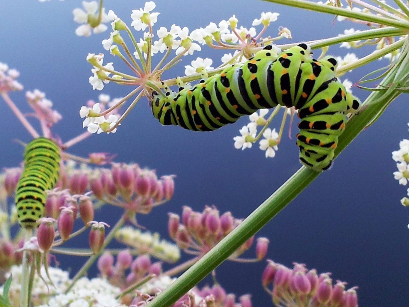 Valokuvaaja: Tuulikki Piikkilä