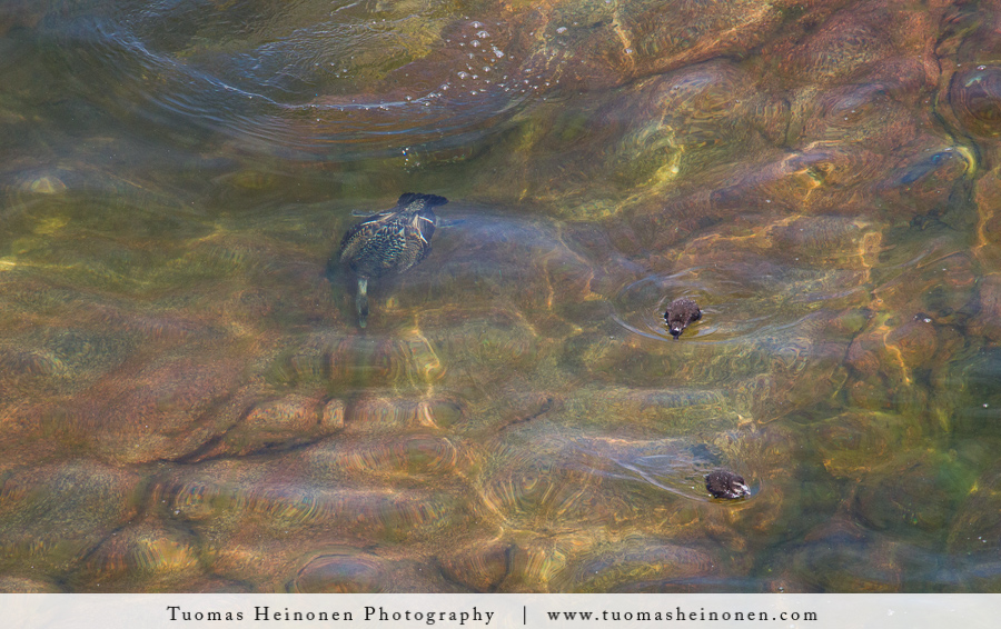 Valokuvaaja: Tuomas Heinonen