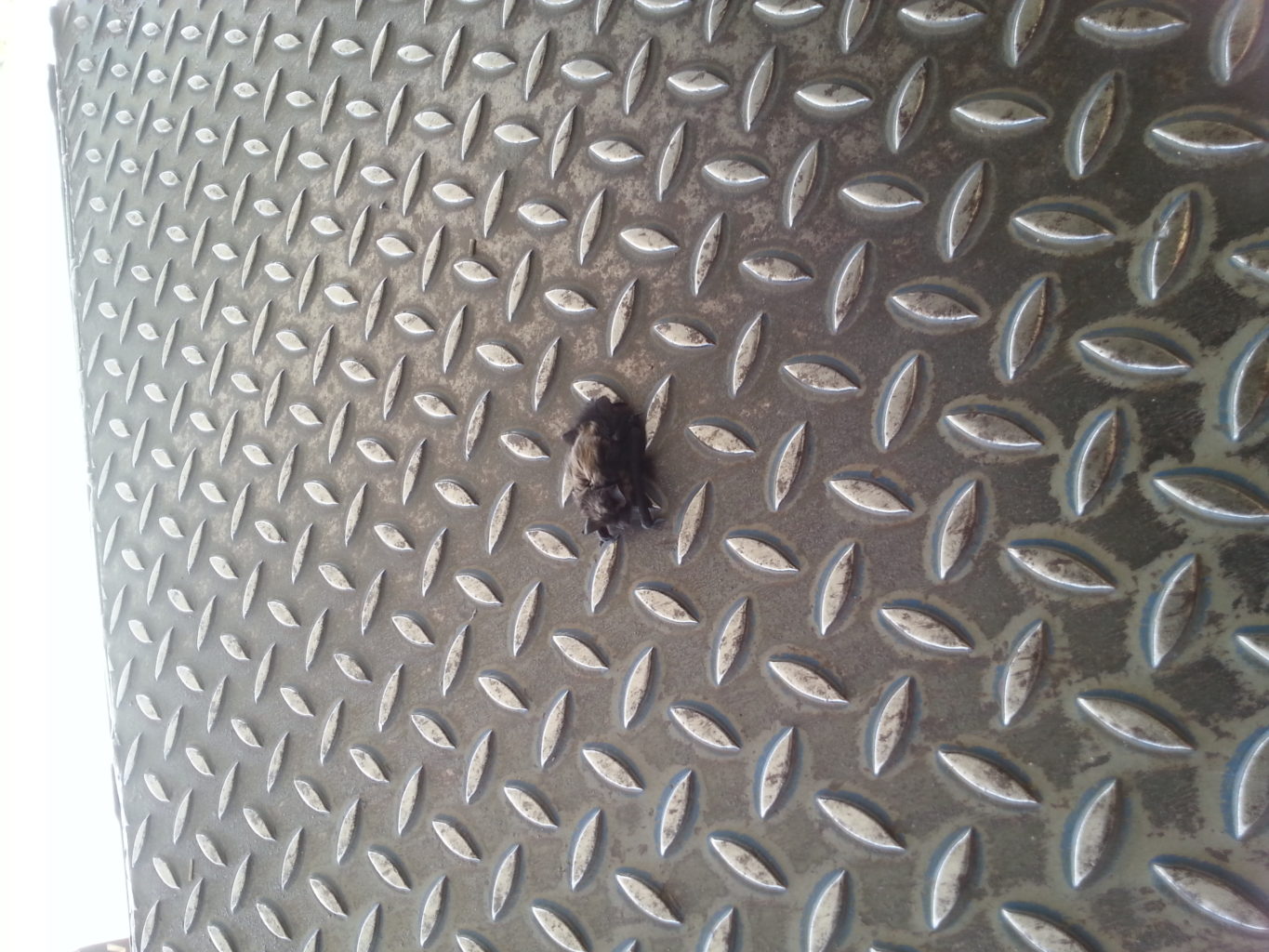 Valokuvaaja: Pekka Sillanpää