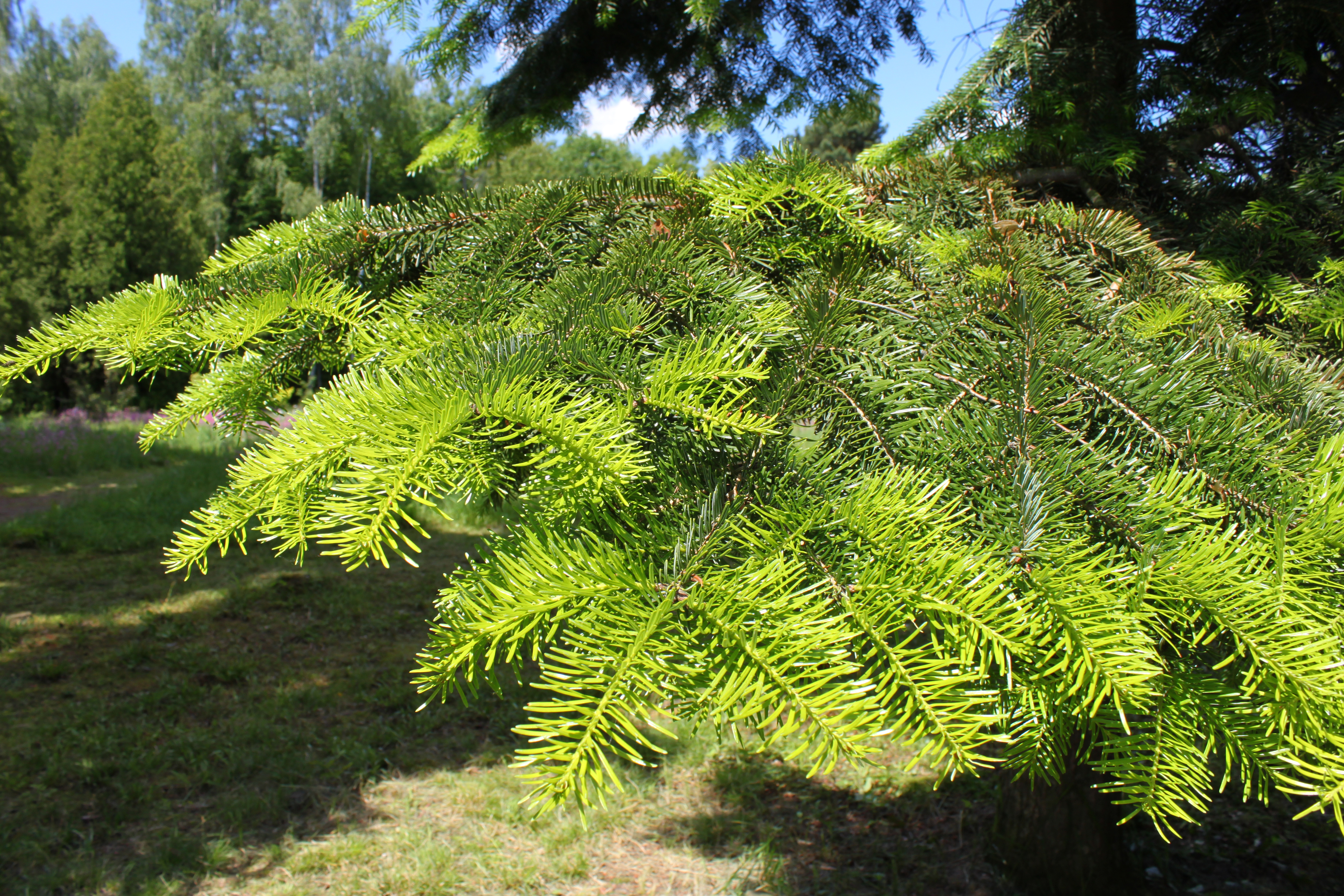 Пихта Сибирская (Abies sibirica) шишки