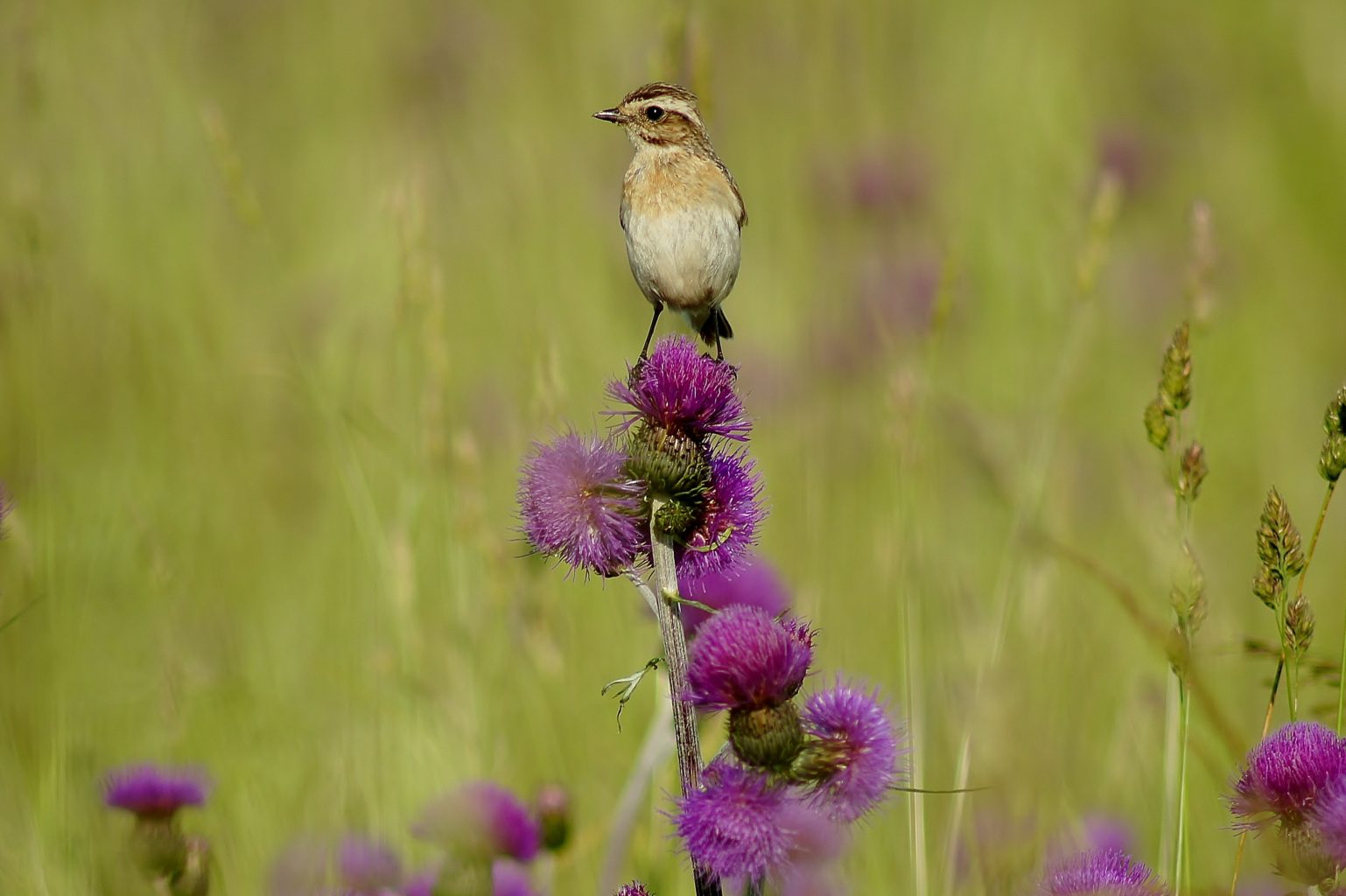 Valokuvaaja: Tuulikki Piikkilä