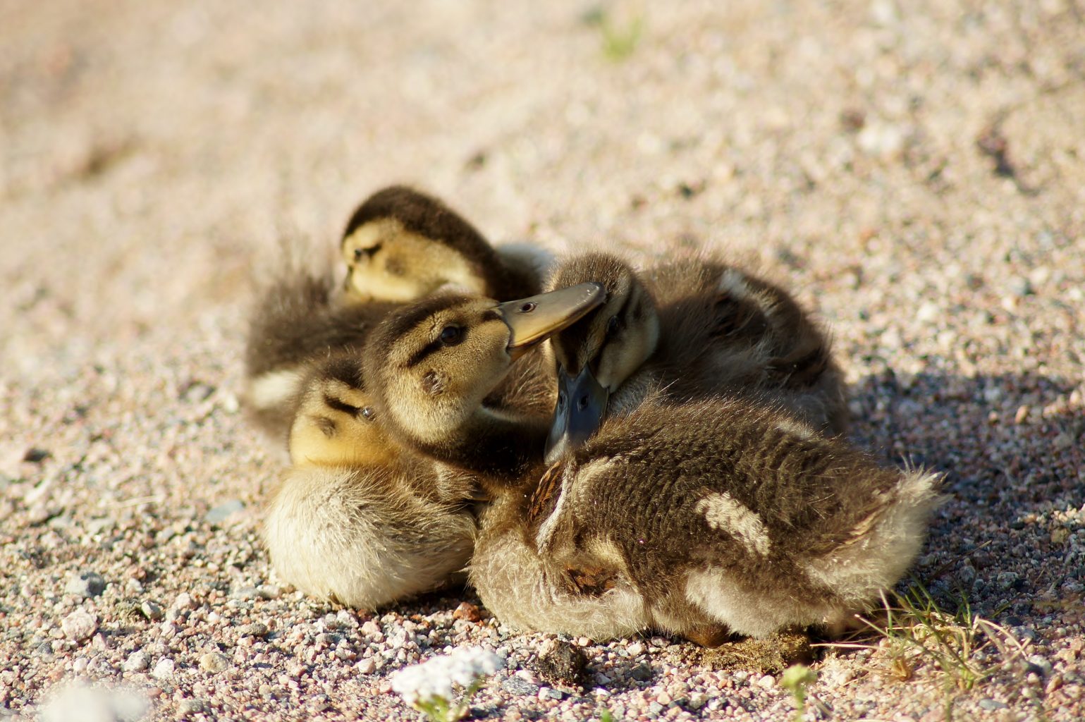 Valokuvaaja: Tuulikki Piikkilä