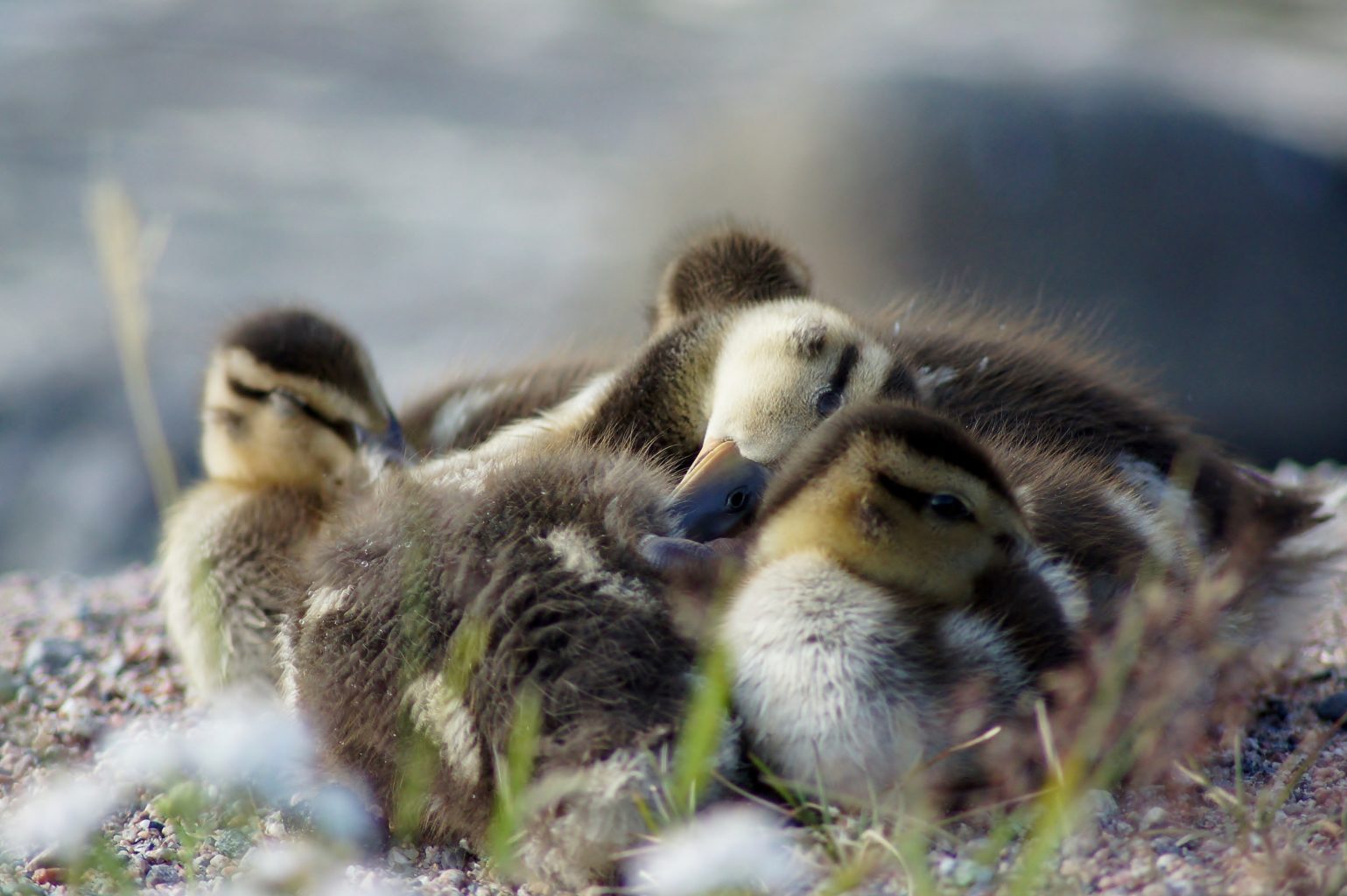 Valokuvaaja: Tuulikki Piikkilä