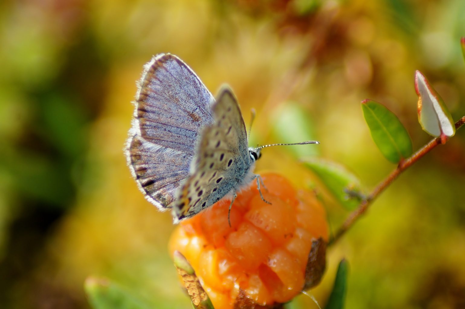 Valokuvaaja: Tuulikki Piikkilä