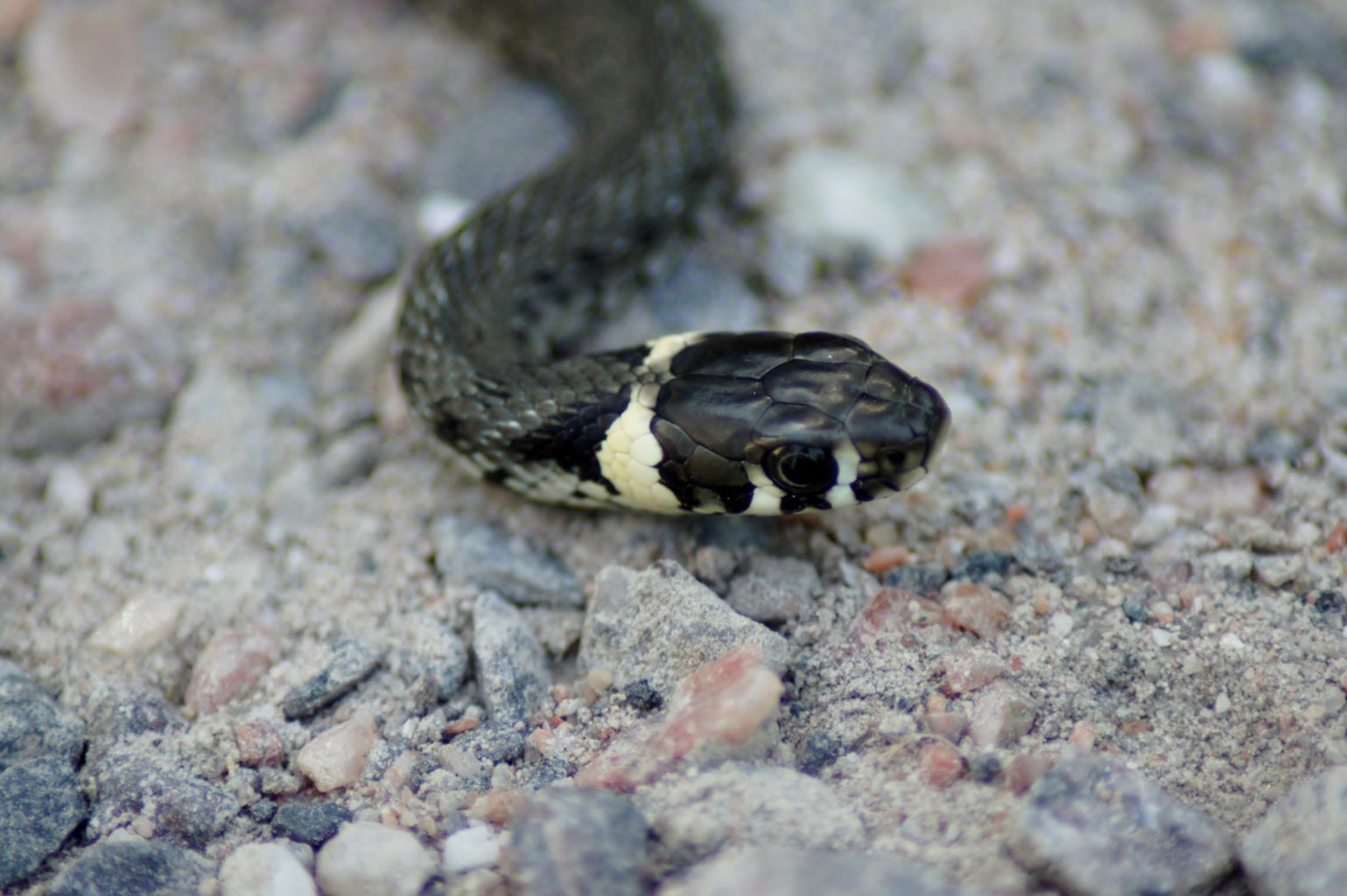 Valokuvaaja: Tuulikki Piikkilä