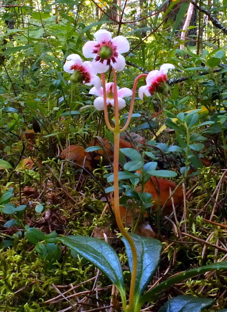 Valokuvaaja: hannu rasiranta