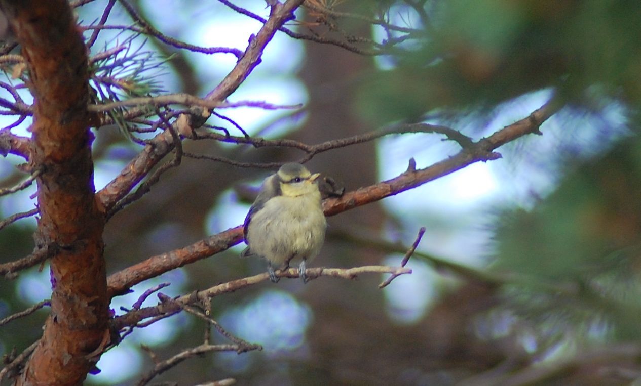 Valokuvaaja: Sinikka Kelhä