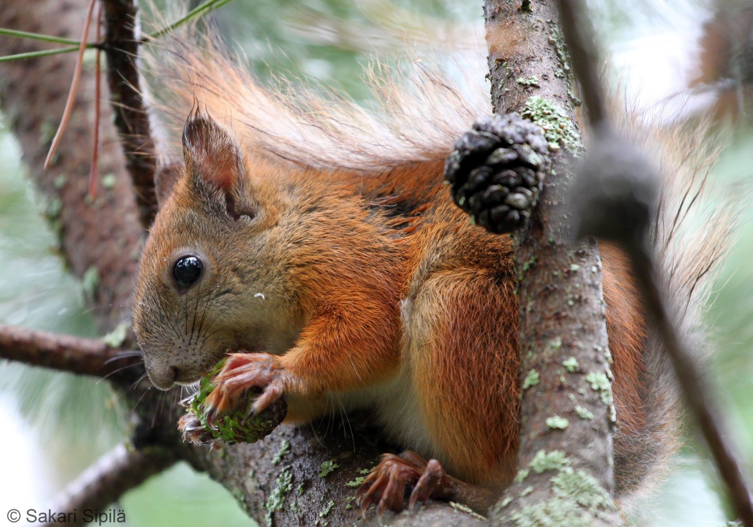 Valokuvaaja: Sakari Sipilä