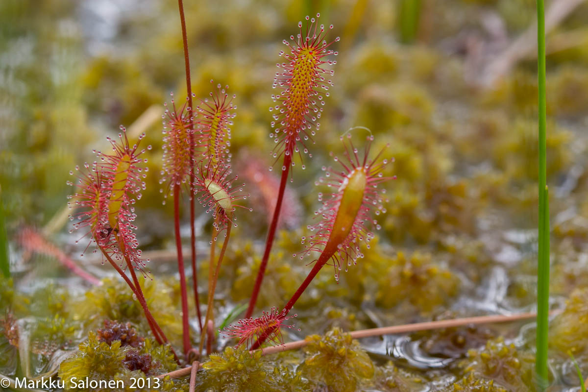 Valokuvaaja: Markku Salonen