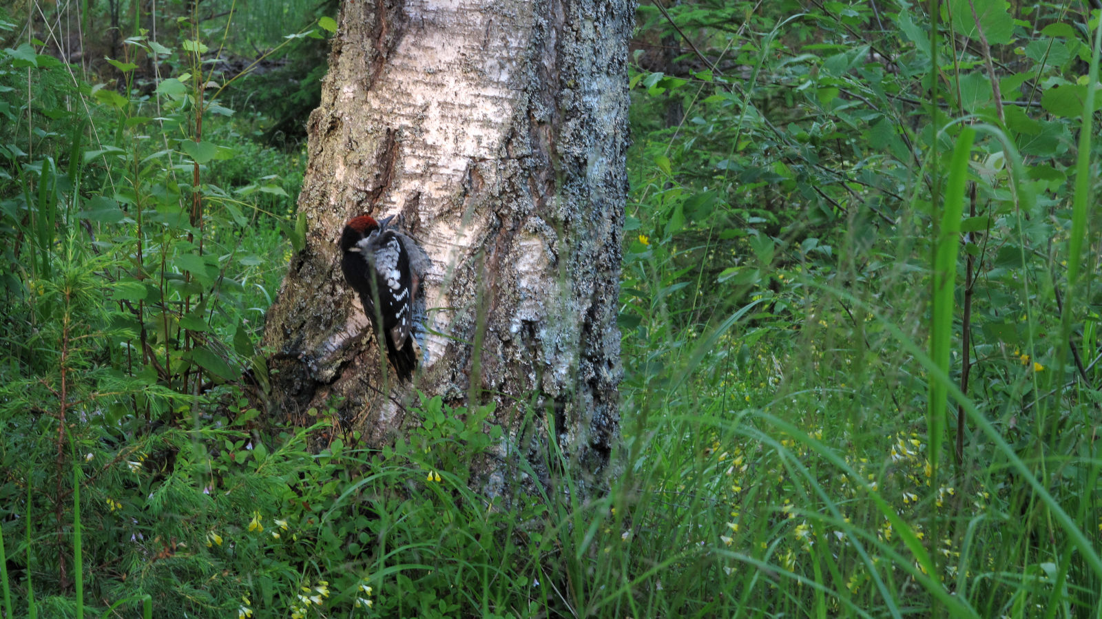 Valokuvaaja: Markku Pakarinen