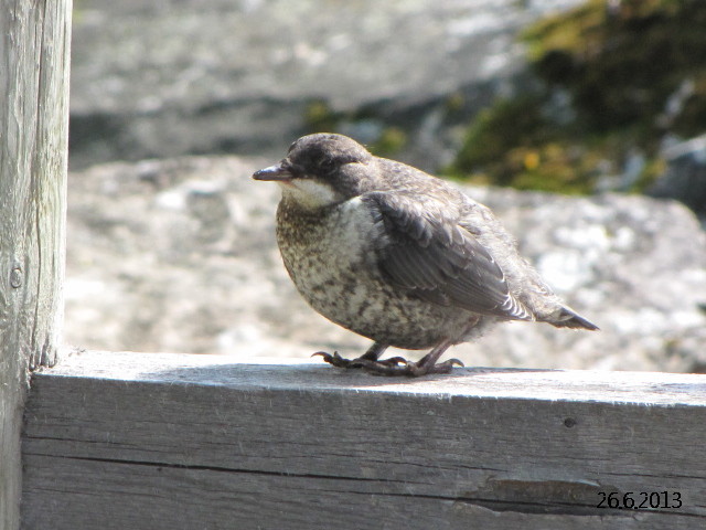 Valokuvaaja: Tuula Makkonen